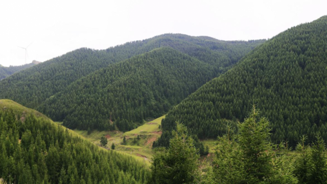 大同市长城山林场：厚植生态底色 守护绿水青山